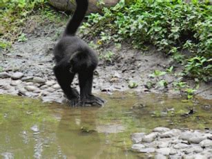 Reserva De La Biosfera De Los Tuxtlas Fauna