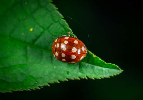 Macro Photography of Red LadybugFree Stock Photo