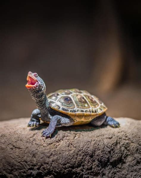 Happy Lil Turtle By Elias Lopez Turtle Pet Cute Turtles Cute Baby