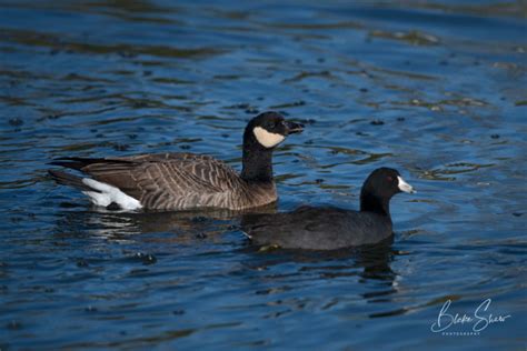 Cackling Goose vs. Canada Goose - Photo ABCs