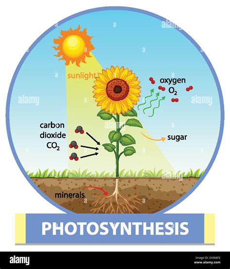 Diagram Showing Process Of Photosynthesis In Plant Illustration Stock