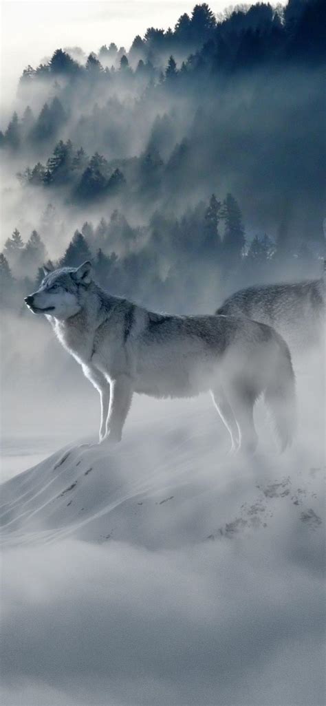 Wolf iPhone Wallpapers - Top Free Wolf iPhone Backgrounds - WallpaperAccess