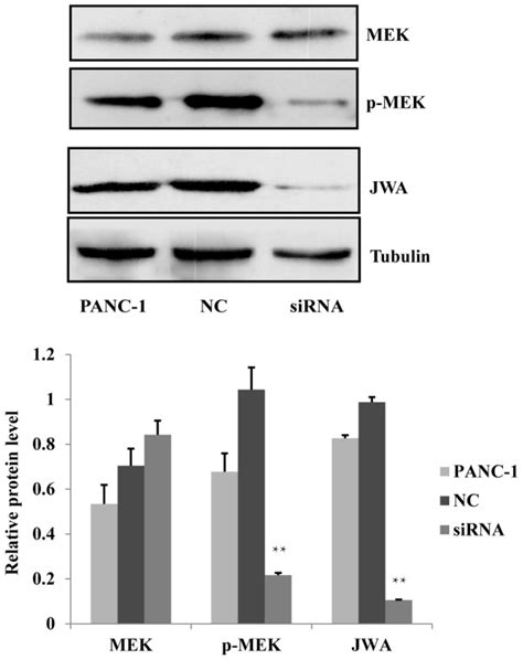 Western Blotting Of MEK Protein Expression Western Blotting Revealed