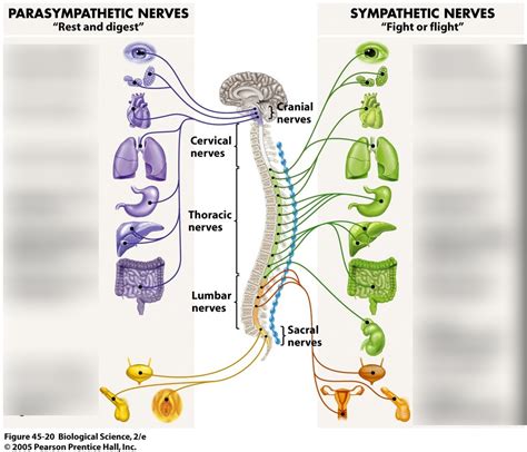 Chap 22 Parasympathetic/Sympathetic Diagram | Quizlet