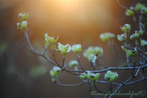 The English Breakfast: NATURE PHOTOGRAPHY TIPS