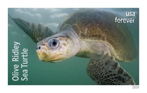 Protect Sea Turtles — Stamps Forever