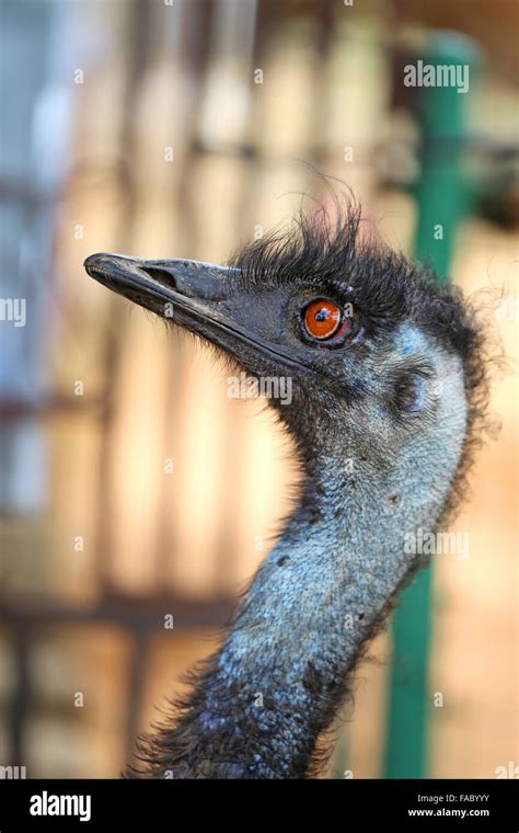 Portrait Of Beautiful Birds Photographed Emo Closeup Stock Photo Alamy