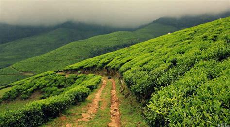 Kolukkumalai Sunrise Jeep Safari Munnar Tickets Timings Offers May