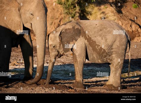 Baby African Elephant Loxodonta Africana Africana Tuli Block