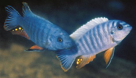 Three New Labeotropheus Species From Lake Malawi Amazonas Magazine