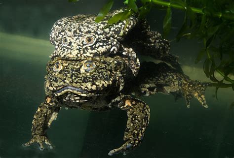 BOLIVIA Rana gigante del Titicaca continúa en peligro Solo Para