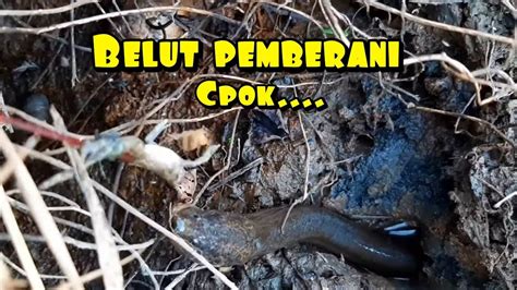 Mancing Belut Sawah Dan Parit Kecil Youtube