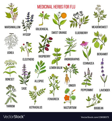 Best medicinal herbs for flu Royalty Free Vector Image