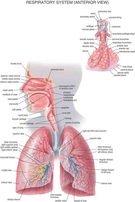 Anatomy Of Human Respiratory System | MedicineBTG.com