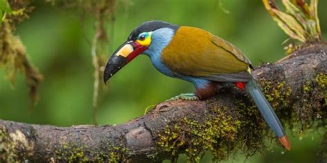 Toucan | Information, Types, Feeding and Characteristics..