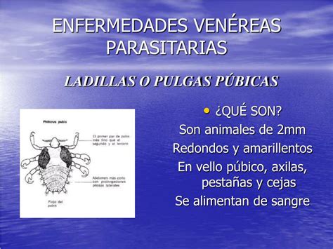 Ppt Enfermedades VenÉreas Parasitarias Powerpoint Presentation Free Download Id 904834