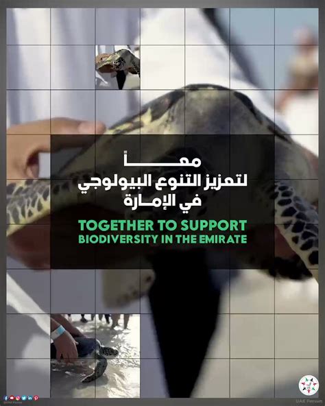 Uae Forsan On Twitter On Worldseaturtleday Officials From The