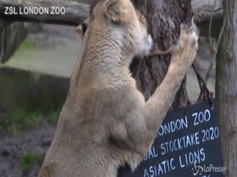 Video Lo Zoo Di Londra Chiuso Per Inventario Censiti Oltre 20mila