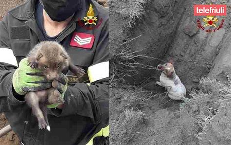 Cagnolino Si Infila Nella Tana Di Una Volpe Liberato Dai Pompieri