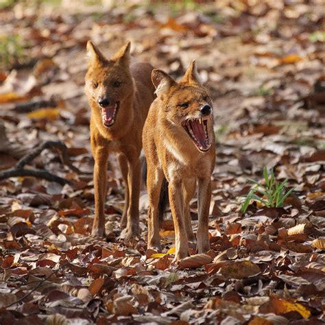 Wildlife - Dhole - Indian Wild Dog :: Behance