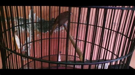 Cara Merawat Burung Cucak Rowo Supaya Sehat Dan Gacor Istimewa Youtube