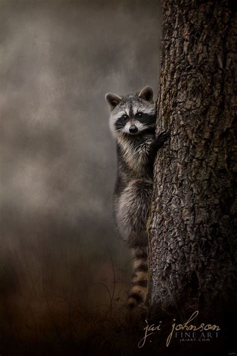 Picture Raccoon Art Raccoon Tree Hugger