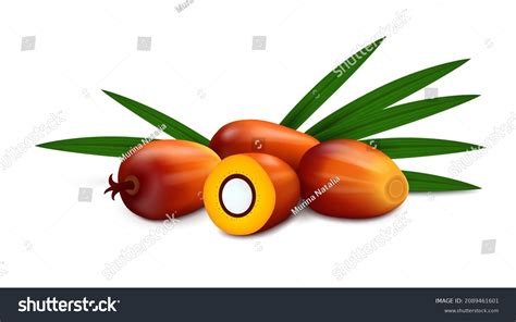 palm kernel stock illustrations images vectors shutterstock