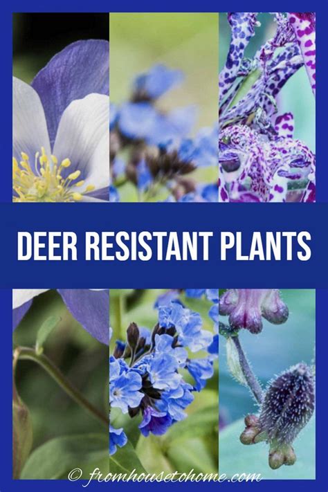 15 Beautiful Deer Resistant Shade Plants To Grow In Your Garden In 2020 Deer Resistant Plants