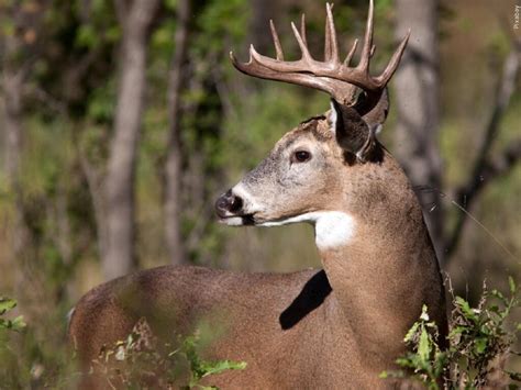 Twra Seeks Public Input On Proposed Cwd Plan Wbbj Tv