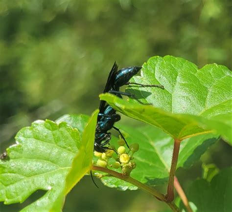 Maryland Biodiversity Project Record Id