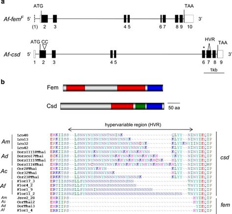 Similar But Not The Same Insights Into The Evolutionary History Of Paralogous Sex Determining