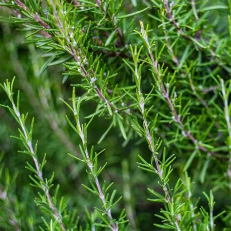 Great Companion Plants For Boxwoods Herbvity