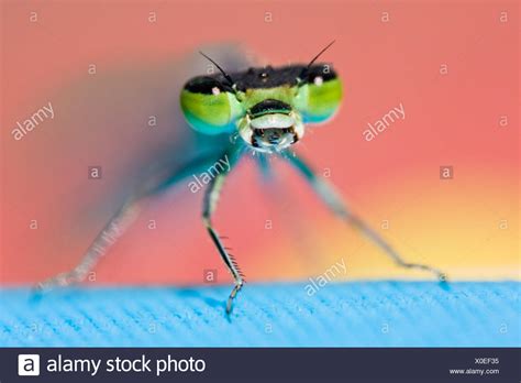 Bouche Danimal Ouverte Banque Dimage Et Photos Alamy