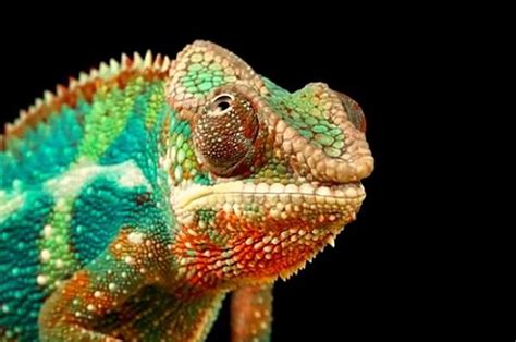 True Facts About The Chameleon by Ze Frank | Chameleon, Ze frank, Pet care