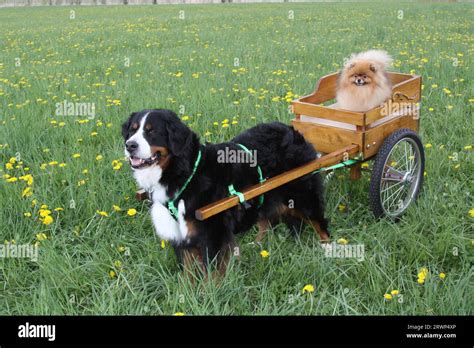 Bernese Mountain Dog Pulling A Cart In A Field Of Wildflowers With A