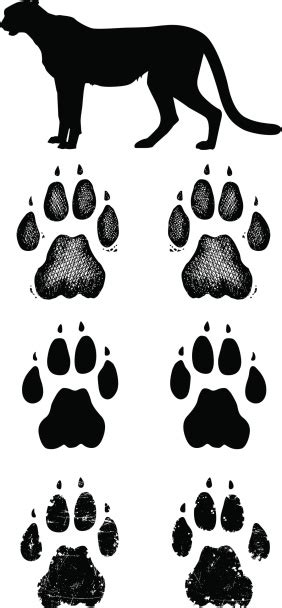 Gepard Paw Prints Stock Vektor Art Und Mehr Bilder Von Afrika Istock