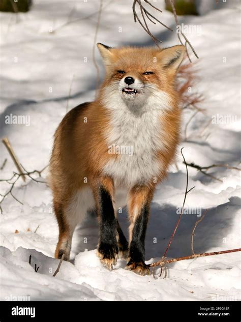 Red Fox close-up profile view in the forest in the winter season ...