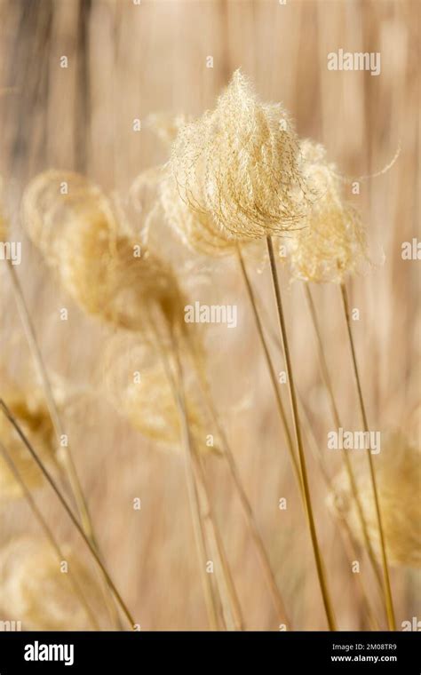 Miscanthus Nepalensis Himalayan Fairy Grass Nepal Silver Grass Deciduous Ornamental Yellow