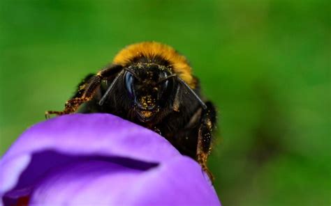 What Is ‘buzz Pollination Bumblebee Conservation Trust