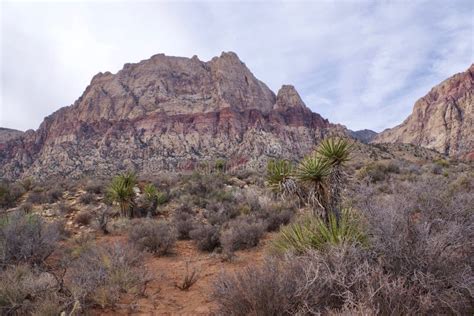 First Creek Trail Red Rock Conservation Area Nevada Usa Stock Image