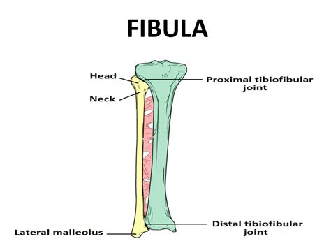 Fibula Anatomy Diagram 