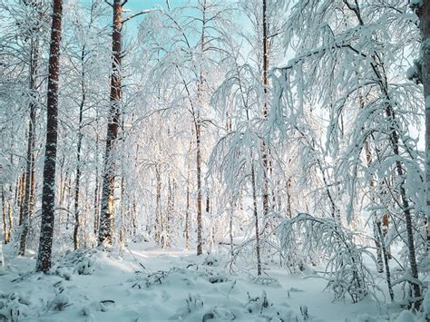 Winter Finland Forest - Free photo on Pixabay - Pixabay