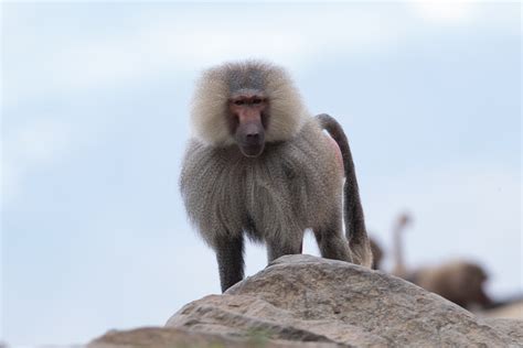 Birds Of Saudi Arabia Hamadryas Baboon Jabal Fayfa