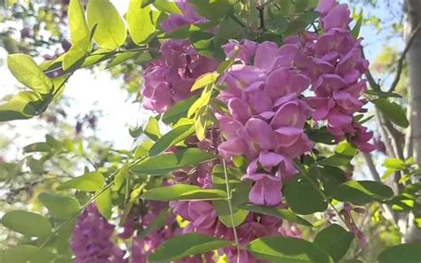 红花槐是什么植物？ 蜜源植物 酷蜜蜂