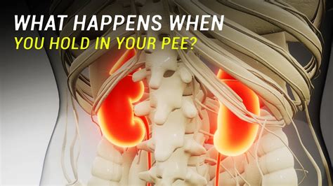 What Happens When You Hold In Your Pee For Too Long Youtube