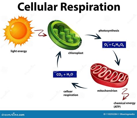 Diagrama Que Mostra a Respiração Celular Ilustração do Vetor