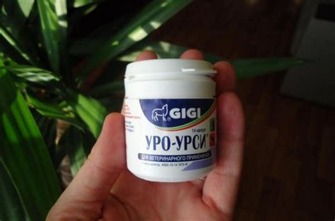 Уро-Урси для кошек - инструкция по применению препарата