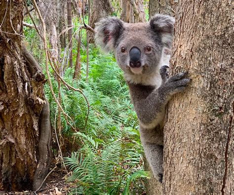 Help Us Conserve The Northern Hairy Nosed Wombat Australian Geographic