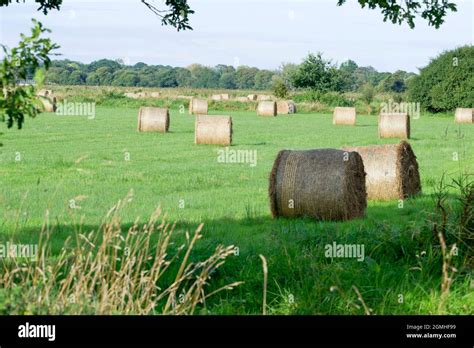 Hay Bales Somerset England Stock Photo Alamy