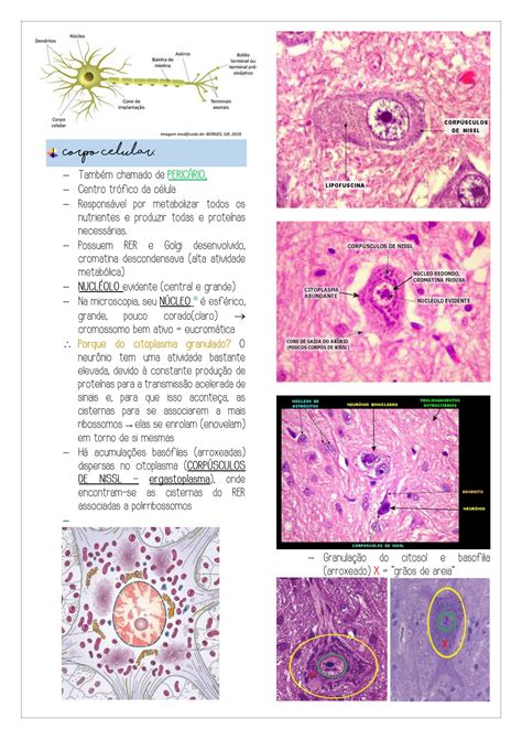 SOLUTION Histologia Tecido Nervoso Mbl Studypool